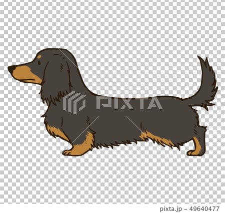 ブラックタンのロングヘアのダックスフンドのイラスト 主線あり ブラックタンのロングヘアのダックスフンドのイラスト 主線あり 49640477