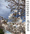 桜と空 49640553