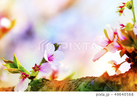 満開の桜と桜の木をカラフルにする 49640568