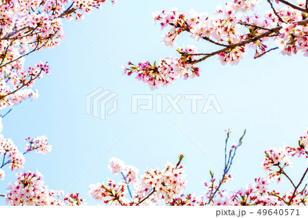美しく満開に咲き誇る桜の縁取りと青い空のコピースペース 49640571