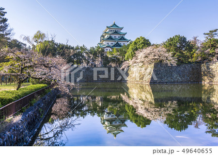 愛知県　名古屋城　桜 49640655