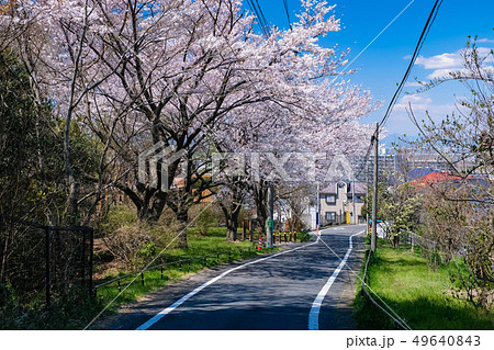 春 多摩市 都立桜ヶ丘公園 ゆうひの丘 49640843