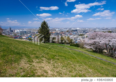春 多摩市 都立桜ヶ丘公園 ゆうひの丘 49640860