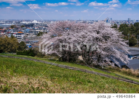 春 多摩市 都立桜ヶ丘公園 ゆうひの丘 49640864