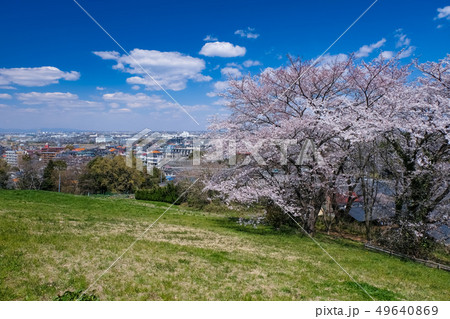 春 多摩市 都立桜ヶ丘公園 ゆうひの丘 春 多摩市 都立桜ヶ丘公園 ゆうひの丘 49640869