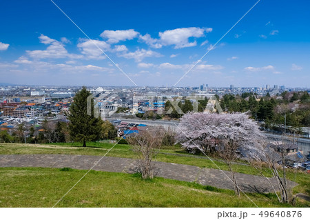 春 多摩市 都立桜ヶ丘公園 ゆうひの丘 49640876