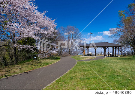 春 多摩市 都立桜ヶ丘公園 ゆうひの丘 春 多摩市 都立桜ヶ丘公園 ゆうひの丘 49640890