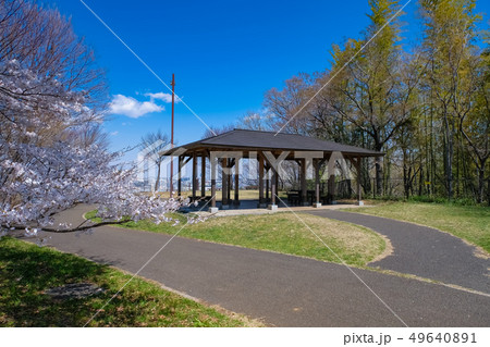 春 多摩市 都立桜ヶ丘公園 ゆうひの丘 49640891