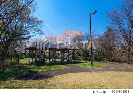 春 多摩市 都立桜ヶ丘公園 ゆうひの丘 49640893