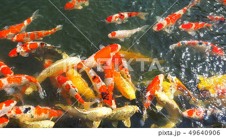 栗林公園吹上亭前の鯉１ 49640906