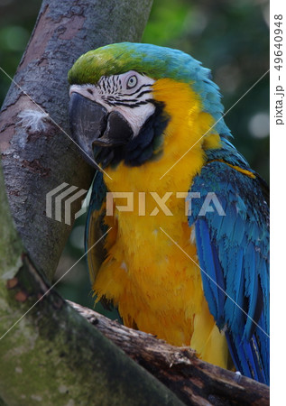 ルリコンゴウインコの横顔 49640948