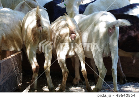 山羊のお尻の写真素材