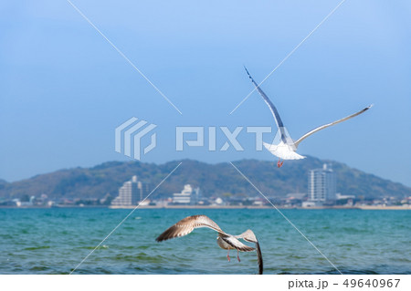 夏空の福間海岸【福岡県】 夏空の福間海岸【福岡県】 49640967