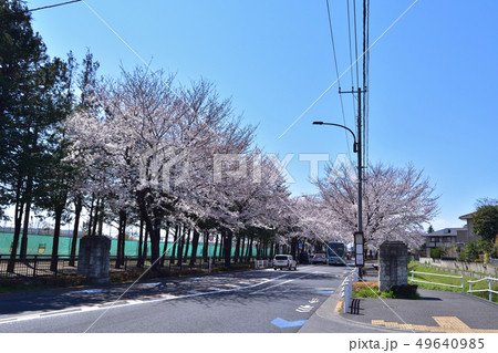 調布・大沢グラウンド通りの桜並木と調布飛行場門柱 調布・大沢グラウンド通りの桜並木と調布飛行場門柱 49640985