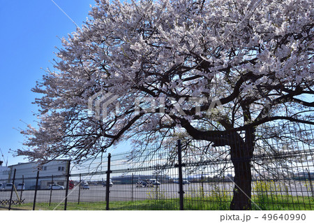 調布飛行場のフェンスと桜 調布飛行場のフェンスと桜 49640990