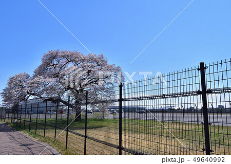 調布飛行場のフェンスと桜 49640992