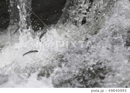 若鮎 若鮎 49640993