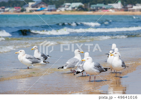 夏空の福間海岸【福岡県】 夏空の福間海岸【福岡県】 49641016