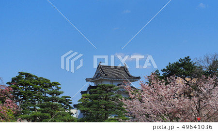 玉藻公園桜の馬場5 玉藻公園桜の馬場5 49641036