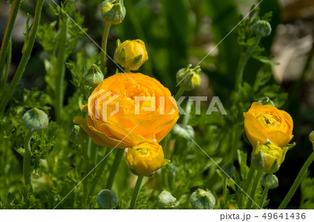 黄色のラナンキュラス 49641436