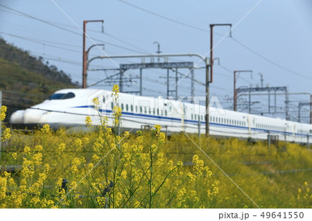 菜の花を横目に次期新型新幹線が営業運転に向けて試運転 菜の花を横目に次期新型新幹線が営業運転に向けて試運転 49641550