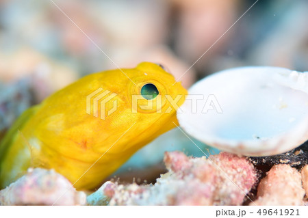 ジョーフィッシュ ジョーフィッシュ 49641921