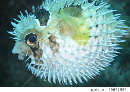 イシガキフグ 49641922