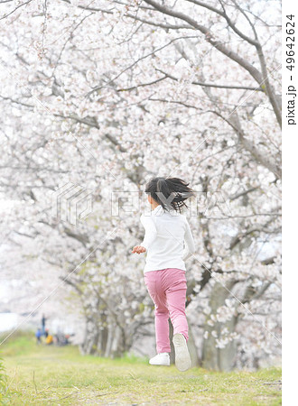 桜 49642624