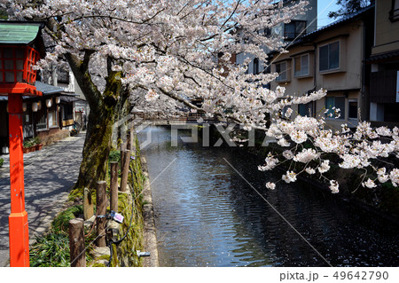 桜が満開の城崎温泉 桜が満開の城崎温泉 49642790