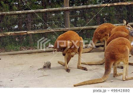 人間のような仕草のカンガルー 2 人間のような仕草のカンガルー 2 49642880