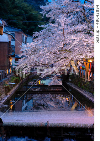桜が満開の城崎温泉 桜が満開の城崎温泉 49642894