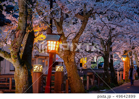 Best Cherry Blossom Peak Bloom at Night: Yozakura - Sakuraco