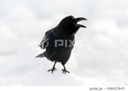 Black bird in white snow. Raven, black bird Black bird in white snow. Raven, black bird 49642945