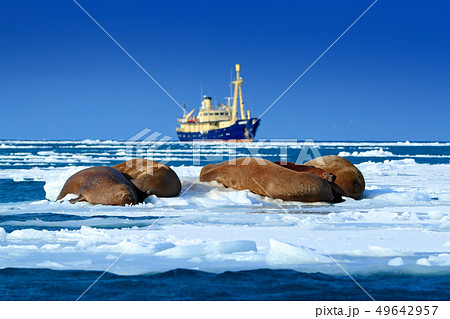 The walrus, blurred boat in background, Svalbard 49642957