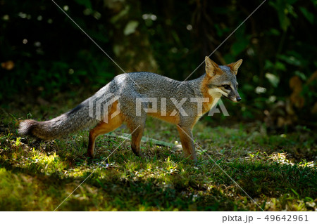 Grey Fox, Urocyon cinereoargenteus in green forest 49642961