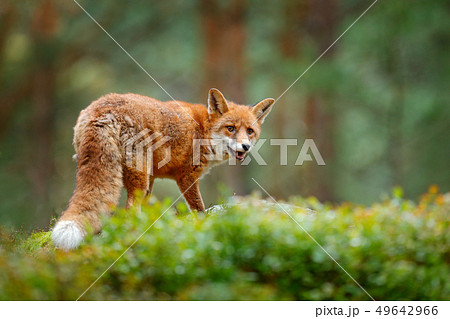 Fox in green forest. Cute Red Fox, Vulpes vulpes Fox in green forest. Cute Red Fox, Vulpes vulpes 49642966
