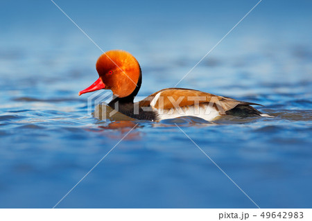 Red-crested Pochard, Netta rufina 49642983