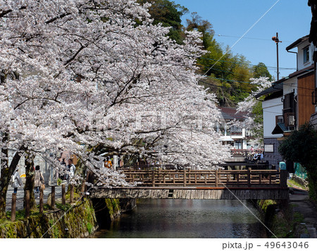 桜が満開の城崎温泉 桜が満開の城崎温泉 49643046