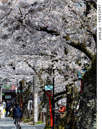 桜が満開の城崎温泉 桜が満開の城崎温泉 49643047