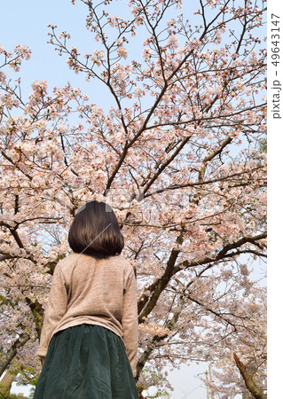 桜を眺める少女 49643147