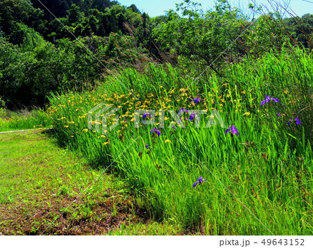 入鹿池の黄カキツバタ 49643152