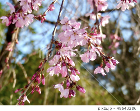 サクラ サクラ 49643286