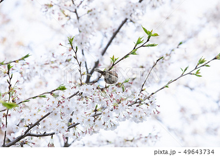 千鳥ヶ淵の桜と雀 49643734
