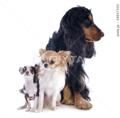 chihuahuas and cocker chihuahuas and cocker 49647505