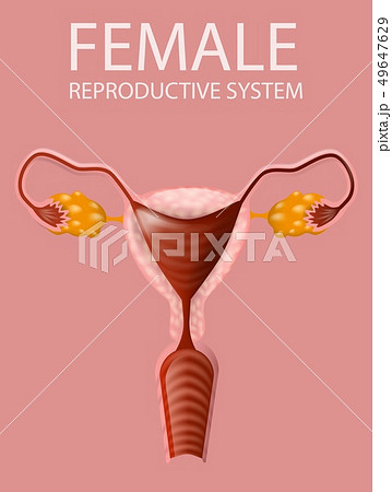 Close Up View of Female Reproductive System Banner 49647629