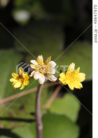 ツワブキ 49647970