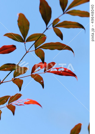 ナンテンの紅葉 ナンテンの紅葉 49648040