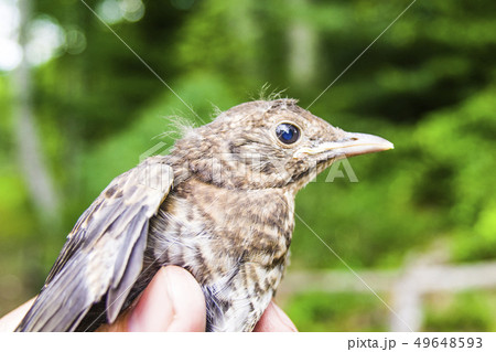 small wounded bird cared for by nature lover small wounded bird cared for by nature lover 49648593