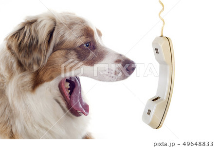 australian shepherd and phone australian shepherd and phone 49648833