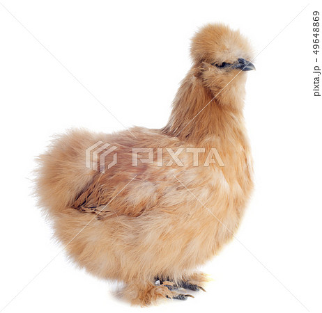 young Silkie 49648869